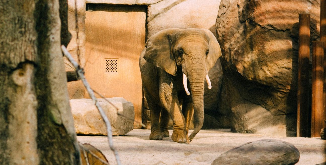 Sparen Sie Im Zoo Dresden Dresden For Friends